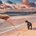 Wolfone 3m Orange Tow Lines for Dogs | Waterproof & Durable Training Leash for Recall Swimming Camping & Beach Activities - Buy Online on GoSupps.com