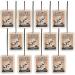 12Pcs Natural Orchid Car Air Fresheners - Long Lasting Scent for Men and Women - Vent Clips and Hanging - Vanillaroma Scent - Bulk Pack - Buy Online on GoSupps.com