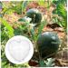 KICHOUSE Fruit Forming Mold Heart Shaped Watermelon Molds Vegetable Forming Machine Watermelon Growing Mold - Buy Online on GoSupps.com