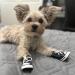 HPWFHPLF Dog Boots - Anti-Slip Sport Sneaker for Dogs (Size 8, Blue) - Buy Online on GoSupps.com