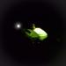 Sleek and Bright: Spinlock Lume-On Lights for Enhanced Visibility - Buy Online on GoSupps.com