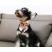 Unique Style Paws Adjustable Dog Collar - Colorful Flower Design & Bowtie - XS 10-16in - Comfortable Cotton for Young Girls' Dogs - Orange & Pink - Buy Online on GoSupps.com