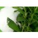 STEVIA Stevioside Powder 100g - 100% Pure Sweetener | SALZH US L | Pharmacy Quality International Shipping - Buy Online on GoSupps.com