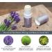 Scentered Sleep Well Aromatherapy Balm Stick - Lavender, Chamomile, & Ylang Ylang Blend for Restful Sleep & Relaxation - Buy Online on GoSupps.com