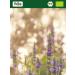 Buy Biojoy ORGANIC Chia Seeds Whole (2 kg) - Black Chia Seeds (Salvia hispanica) | Premium Quality & Fast International Shipping - Buy Online on GoSupps.com