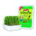 Cat-A'bout Multi-Cat CatGrass Plus Tub 150 grams by MiracleCorp/Gimborn