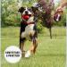 KONG Explore Retractable Dog Leash Large Grey 7 5m Tape Explore Large Grey - Buy Online on GoSupps.com