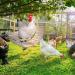 KATUMO Chicken Swing & Perch Toy for Coop - Natural Wood Ladder for Birds, Parrots - 44.09'' Length - Buy Online on GoSupps.com