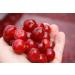 CherryActive Concentrate 946ml - 100% Montmorency Cherry Juice (1 Pack) - Buy Online on GoSupps.com