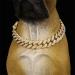 Cuban Connection Dog Collar - 17.7 Cuban Link Chain Alloy Diamond Gold Bling Jewelry for Dogs & Cats - Buy Online on GoSupps.com