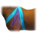 Equi-Tape Advantage 3 Light Blue Tape for Horse & Pony - Muscle Pain Relief, Joint Stability | Safe, Lightweight, Waterproof Tape with Grade Adhesive - Buy Online on GoSupps.com