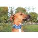 Buy candyPet Martingale Dog Collar - Universe Model 5cm Wide (30-50cm Diameter) | International Shipping Available - Buy Online on GoSupps.com