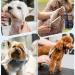Jason Professional Dog Cup Set - 6 in 1 Fur Scissors for Dogs (7.5 Inch Straight Curved Thinning) | Ergonomic Rose Gold Handle - Buy Online on GoSupps.com