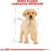 Royal Canin Dog Food Labrador Retriever Puppy Dry Mix 12kg 12 kg (Pack of 1) - Buy Online on GoSupps.com
