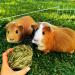 Buy Roundler 8-Piece Rabbit Toy Set | Natural Grass Balls for Guinea Pigs Rabbits Chinchillas & Hamsters | Tooth Care Chews & Chops - Ships Worldwide - Buy Online on GoSupps.com