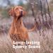 SPA Lavish Shampoo for Pets 16 oz - Made in USA - Soap Free - Luxury Bathing - For Him | TropiClean - Buy Online on GoSupps.com