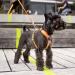 DOG Copenhagen Comfort Walk Air Harness - Size L, Black | Breathable and Durable - Buy Online on GoSupps.com