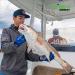 Fish Monkey FM22 Free Style Custom Fit Glove Grey Water XX-Large - Ultimate Protection for Fishing Enthusiasts - Buy Online on GoSupps.com