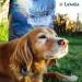 Lenda Senior Mobility Dog Food for Senior or Adult Dogs with Joint Pain | Hypoallergenic Food Rich in Turkey | Natural and Low in Fat Senior Dog Food - Buy Online on GoSupps.com