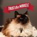 Nature's Miracle Intense Defense Clumping Litter 40 LBS Grey - Buy Online on GoSupps.com