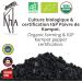 Khla - Fresh Green Pepper from Kampot Certified Organic 500 g - Organic Peppercorn Bag - Grand Cru Aromatic & Vegetable - Direct Producer - Aperitif Sauces - Origin Cambodia - Buy Online on GoSupps.com