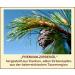 Fangomed Pine Oil - Aromatherapy & Room Fragrance 150ml | Ideal for Wood Sprinkling - Buy Online on GoSupps.com