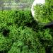 TKOnline 4 oz Preserved Green Moss for Fairy Gardens, Potted Plants, DIY Crafts, Floral Projects, Weddings - Buy Online on GoSupps.com