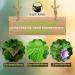 Lazy King Herbal Tea | 100% Natural Herbs | Eibian Raspberry & Blackberry | Amsterdam Style | Fine Herbal Mix | 45g - Buy Online on GoSupps.com