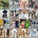 Bella & Pal Dog Harness for Small Dogs - Step-In Air Mesh Reflective Leash & Dishes - Breathable Puppy & Cat Gear (Lavender Size L - 42-50cm) - Buy Online on GoSupps.com