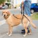 Buy Lollanda Black Walking Aid for Dogs | Support Sick & Older Dogs | Enhance Mobility with Durable Dog Dishes & Carrying Aid - Buy Online on GoSupps.com