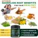 Herbpy Bundle 6in1 Dandelion Supplement & 6in1 Beet Root Capsules - Support Digestive Immune and Heart Health - Buy Online on GoSupps.com
