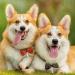 SZCXDKJ Pet ID Tag 2Pcs Mini Anti-Lost Dog Tag Tag Barrel Tube with Address Name Label Anti -Lost Dog Cat ID Tag for Collar of Dog Cat - Buy Online on GoSupps.com