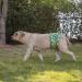 CuteBone Belly Wrap for Male Dogs - Washable Puppy Diapers (3 Pack) | DM02L-DE Duck Dino & Fox (L 43-53.5cm) - International Shipping Available - Buy Online on GoSupps.com