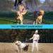 Petbonus Double Dog Leash for 2 Dogs - Adjustable Reflective & Padded Handles for Medium to Large Breeds - Purple - Buy Online on GoSupps.com
