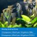 API Quick Start Nitrifying Bacteria â€“ Freshwater & Saltwater Aquarium Starter - Buy Online on GoSupps.com