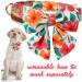 Unique Style Paws Adjustable Flower Dog Collar - Comfortable Cotton Metal Buckle L Size (40.6 61 cm) - Colorful Orange & Pink Design for Boys & Girls - Buy Online on GoSupps.com