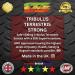 Tribulus Terrestris High Strength Supplement - 95% Saponins Extract Capsules for Muscle Growth - UK Made - Buy Online on GoSupps.com
