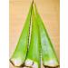 HoitoDeals Natural Organic Fresh Queen Aloe Vera Leaf Alovera Leaves Gel (50cm 1Pcs) 1 Leaf