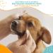 Nootie Waterless Shampoo Wipes for Dogs & Cats - Long Lasting Sweet Pea & Vanilla Fragrance - 70 Count - Made in USA - Trusted by 3000+ Vet Clinics - Buy Online on GoSupps.com
