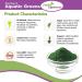 Organic Aquatic Greens Spirulina & Chlorella Powder - 135g by Perfect Supplements - Buy Online on GoSupps.com