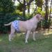 Cutebone Male Washable Dog Diapers - 3 Reusable Belly Bands for High-Suction Support (Sizes L: 43-53.5cm) - Flexible Velcro Ideal for Dogs - Buy Online on GoSupps.com