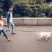 Buy Jostift 5m Extendable Automatic Dog Leash - High-Quality 360 Tangle-Free Design Anti-Slip Handle Flexibility in White | International Shipping Available - Buy Online on GoSupps.com