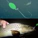 SILANON Glow Fishing Beads Saltwater 100pcs - Luminous Oval Round Bait Eggs for Fishing Rigs - White Glow in Dark Tackle - Buy Online on GoSupps.com