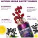 Immune Support Gummies with Elderberry, Zinc & Vitamin C - Vegan Sambucus Black Supplement for Adults & Children - 120 Delicious Gummies - Buy Online on GoSupps.com