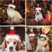 Shop Lynbly Christmas Reindeer Headband for Pets | Adjustable Cat & Dog Headgear with Santa Hat - Buy Online on GoSupps.com