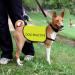 Reactive Dog Jacket Vest | Safety Vest for Reactive Dogs | Small Size Dog Walking Gear - Buy Online on GoSupps.com