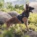Oneigris Tactical Dog Harness Vest | Fire Watcher Training - 1000D Nylon (Small Black) - Service Dog Approved - Buy Online on GoSupps.com