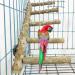 Allazone 3-Piece Nature Bird Accessories Set | Wooden Ladder Pole & Toys for Parrots & Canaries - International Shipping Available - Buy Online on GoSupps.com