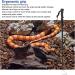 Bewinner Stainless Steel Extensible Snake Hook - Portable Reptile Catcher Stick for Safe Handling and Retrieval - Rattlesnake Grabber Tool - Buy Online on GoSupps.com