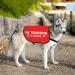 Buy HOLLP Training Dog Jacket Vest - Medium Safety Vest for Dog Walking & Training - Comfortable & Durable - Buy Online on GoSupps.com